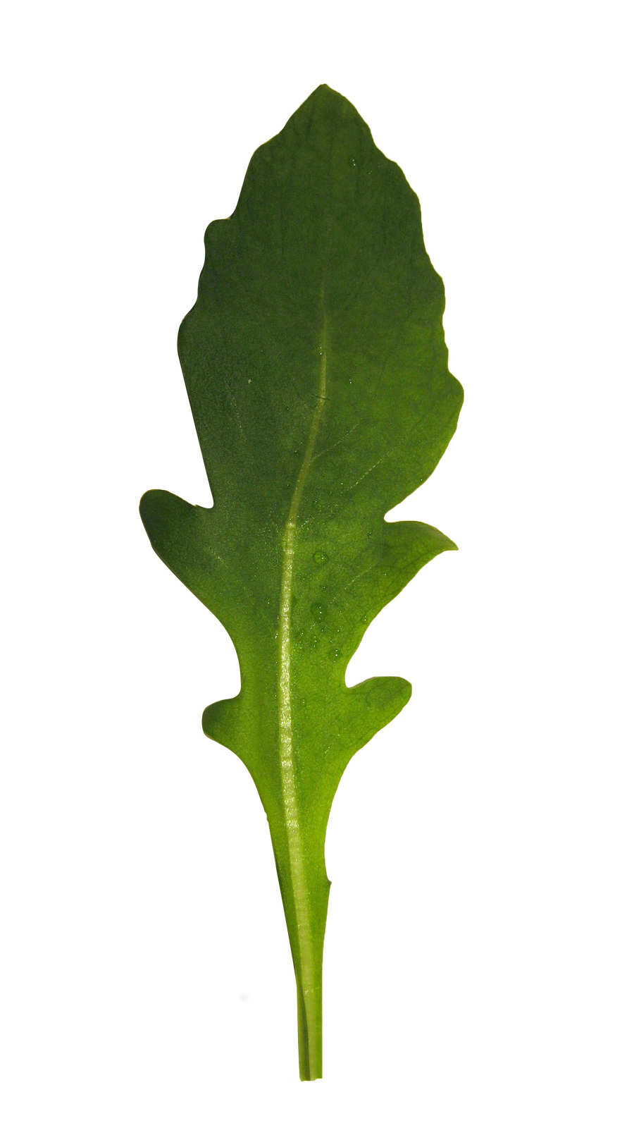 Arugula leaves