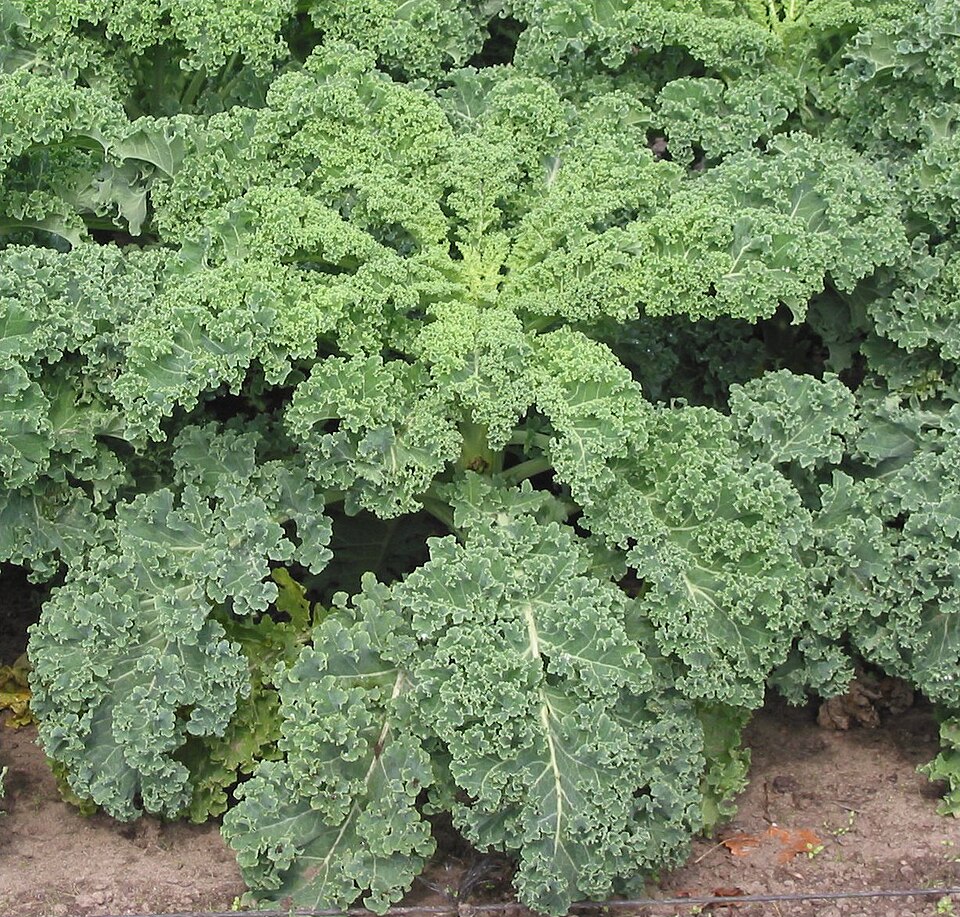 Curly kale leaves