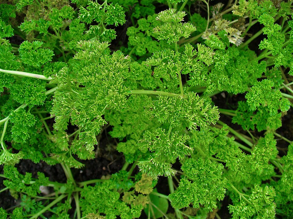Curly parsley