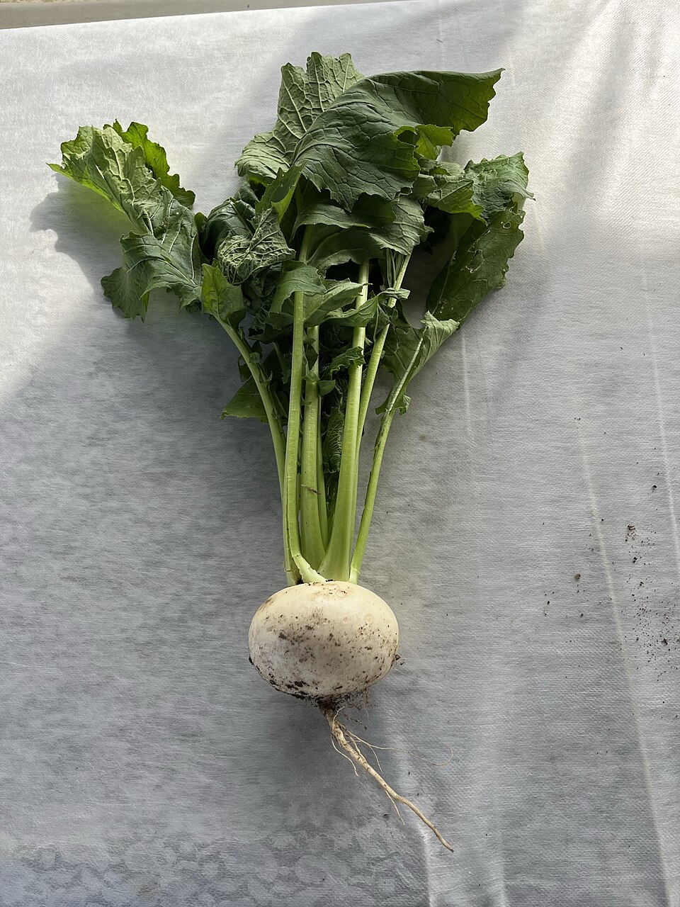 Turnip roots
