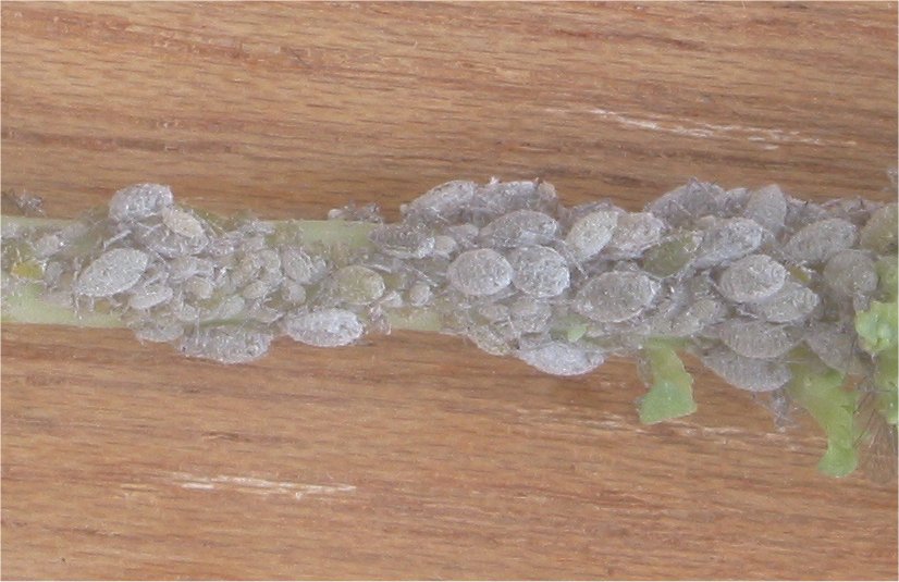 Cabbage aphids on curly kale