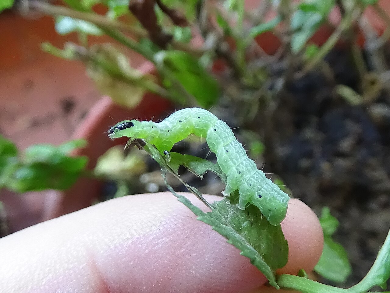 Cabbage looper caterpillar
