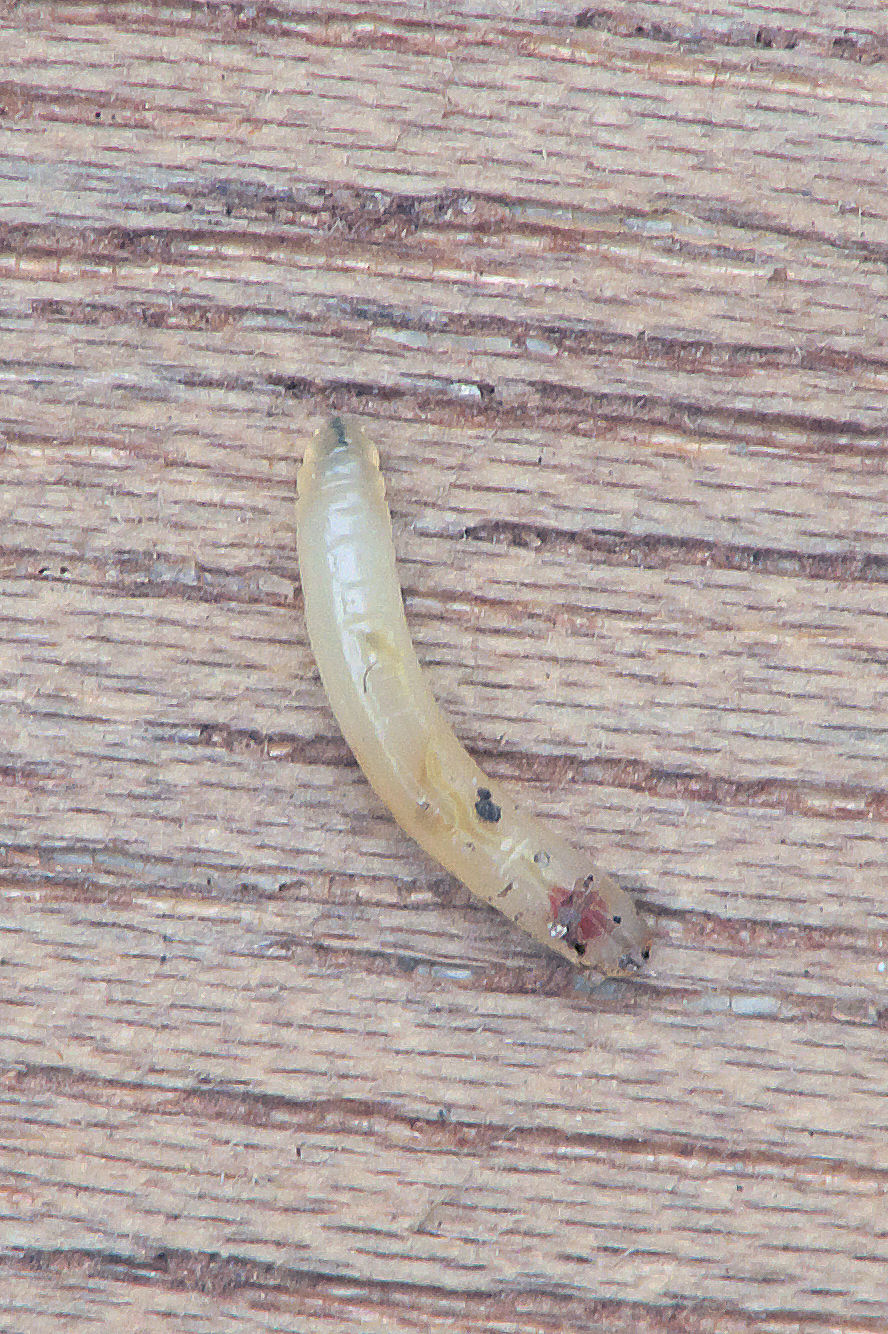 Carrot rust fly maggot