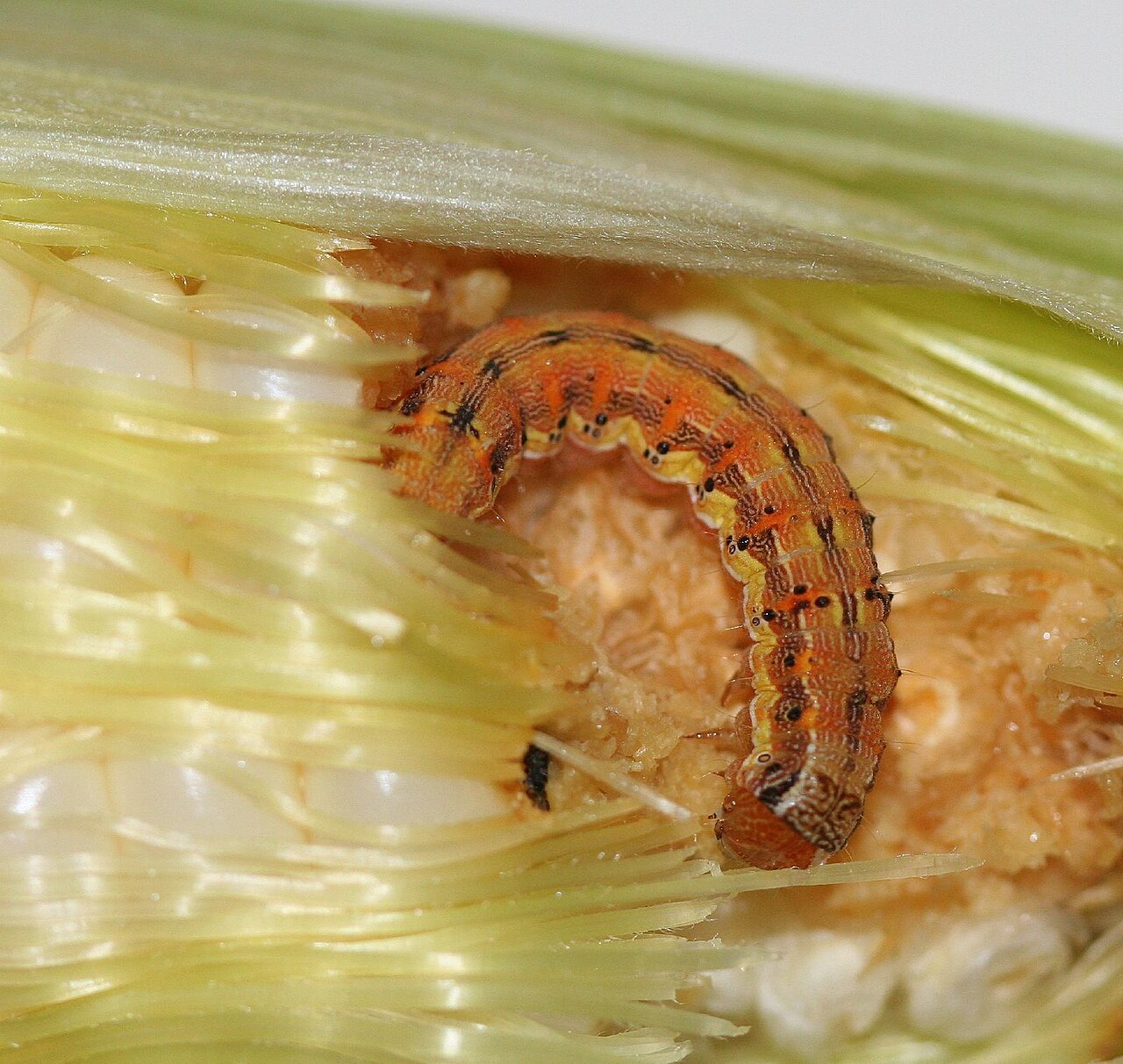 Corn earworm caterpillar