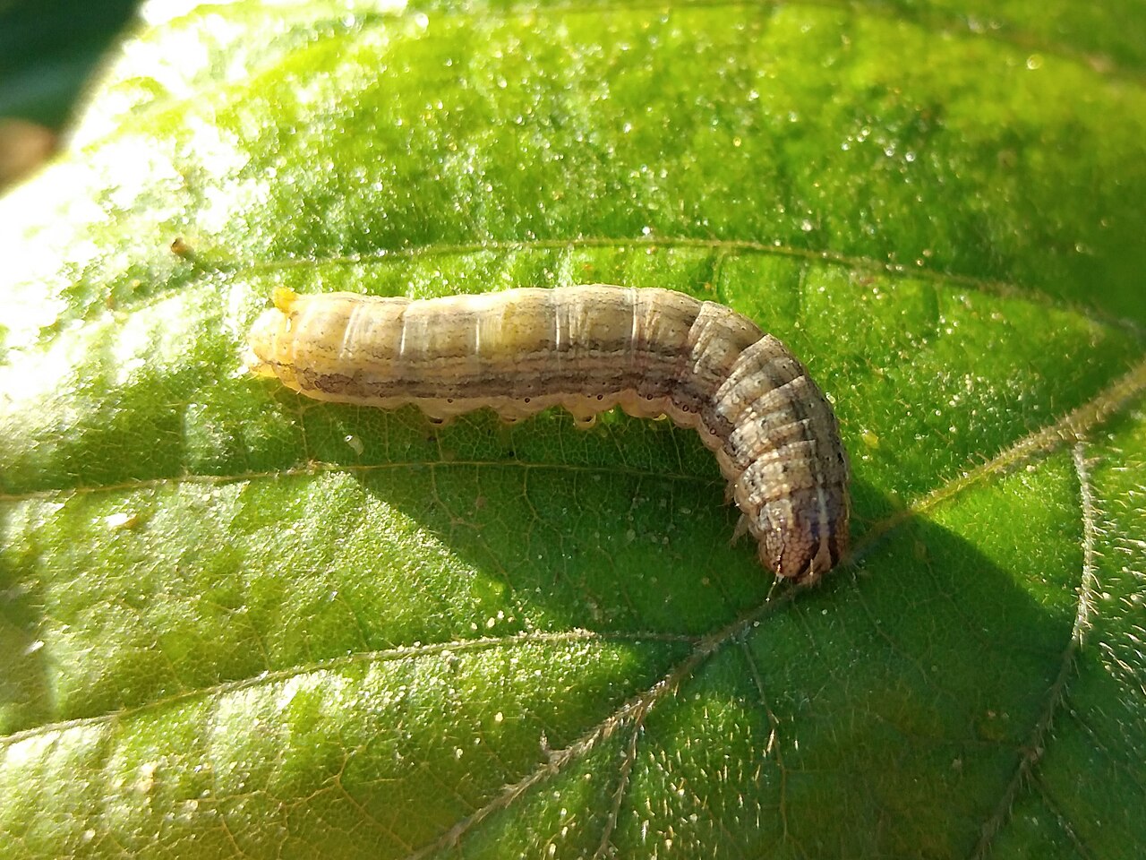 Fall armyworm caterpillar