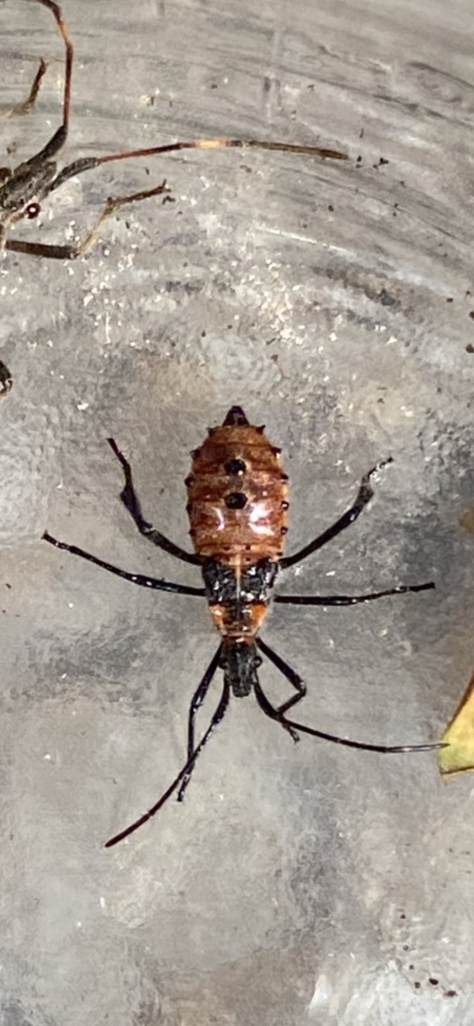 Leaf-footed bug nymph with orange-red body and long black legs