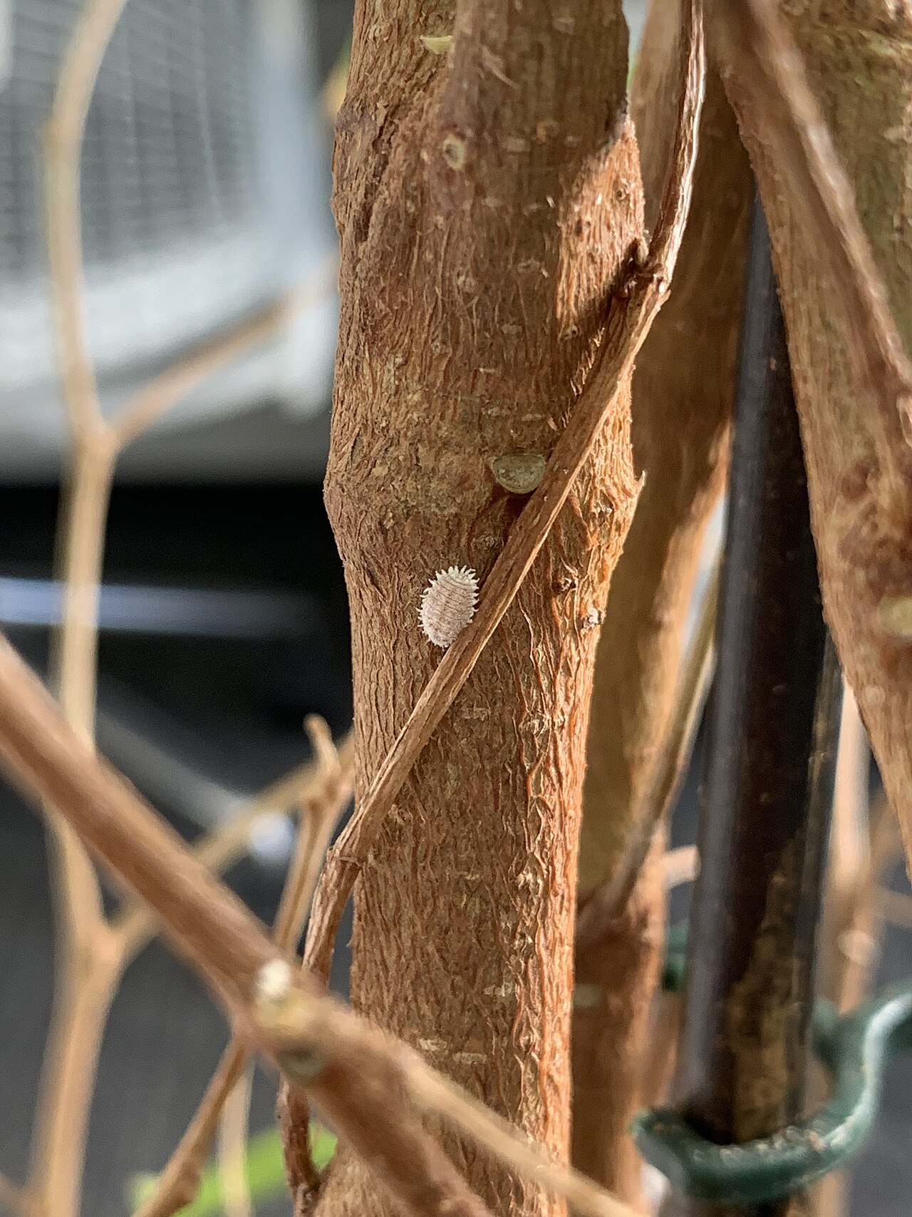 Citrus mealybugs on a plant