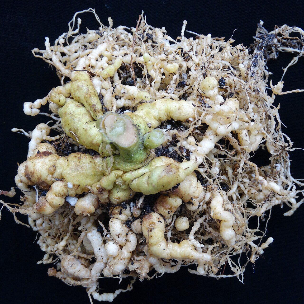 Tomato roots with root-knot nematode galls