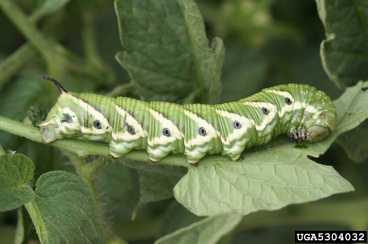 Tomato hornworm caterpillar on foliage