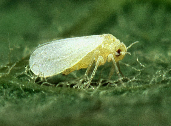 Silverleaf whitefly on a leaf